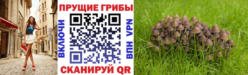Псилоцибиновые грибы прущие грибы OMG как войти Елизово